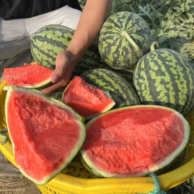 精品甘美4K西瓜云南西瓜实力代办一手货源保质保量欢迎咨询