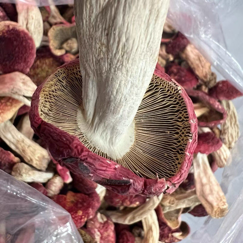 福建武夷山野生红菇新货大红菌干货月子菇精品红蘑菇菌菇红菇干货
