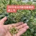 26年6月刚上市青鲜花椒大红袍青花椒当季鲜货