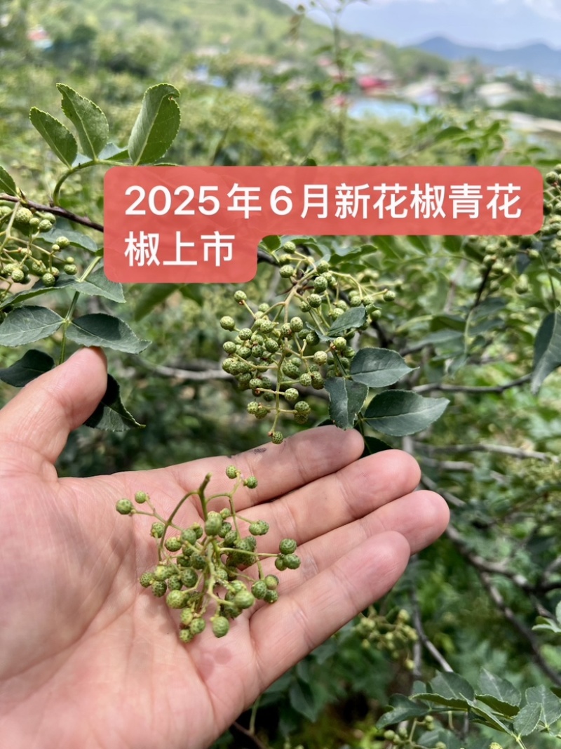 26年6月刚上市青鲜花椒大红袍青花椒当季鲜货