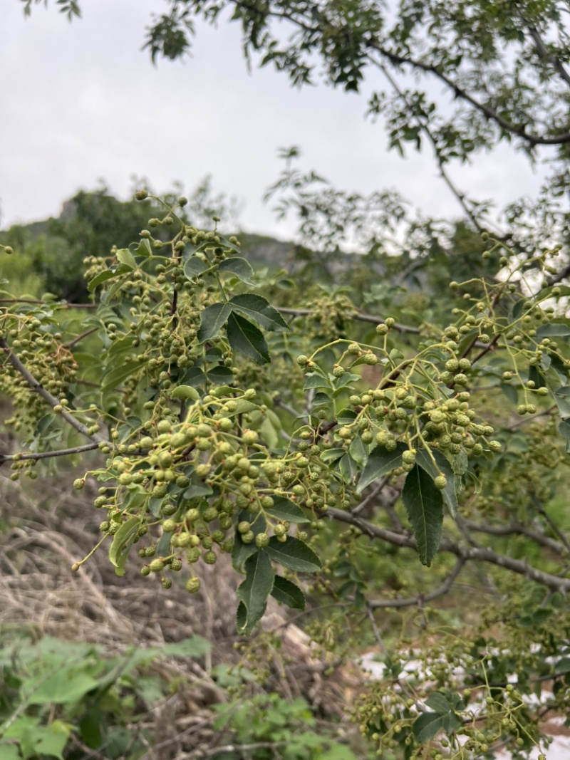 26年6月刚上市青鲜花椒大红袍青花椒当季鲜货