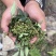 26年6月刚上市青鲜花椒大红袍青花椒当季鲜货