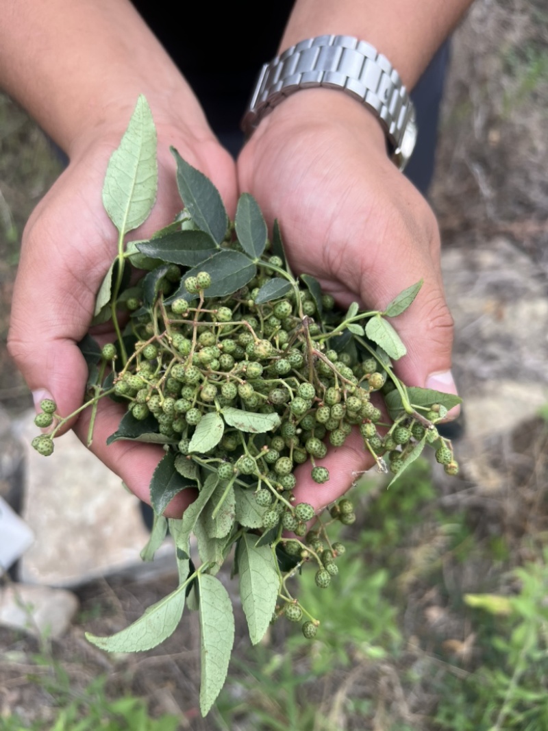 26年6月刚上市青鲜花椒大红袍青花椒当季鲜货