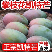 四川芒果攀枝花凯特芒大量供应产地直发，新鲜采摘皮薄肉厚