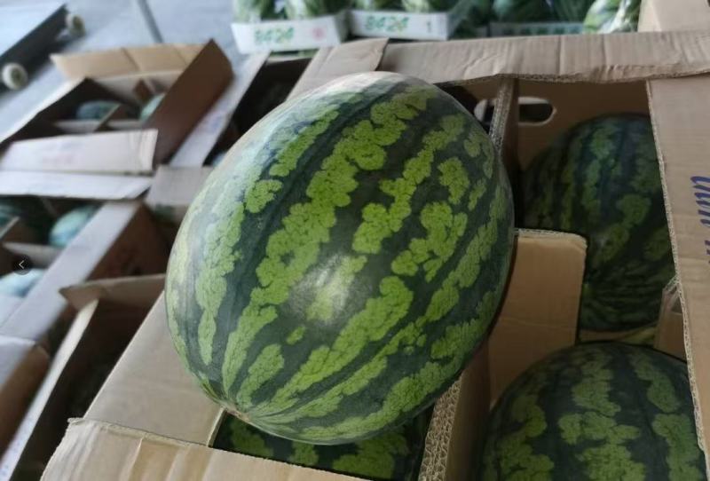 甘美4K西瓜产地货量充足质量三包对接市场档口电商商超