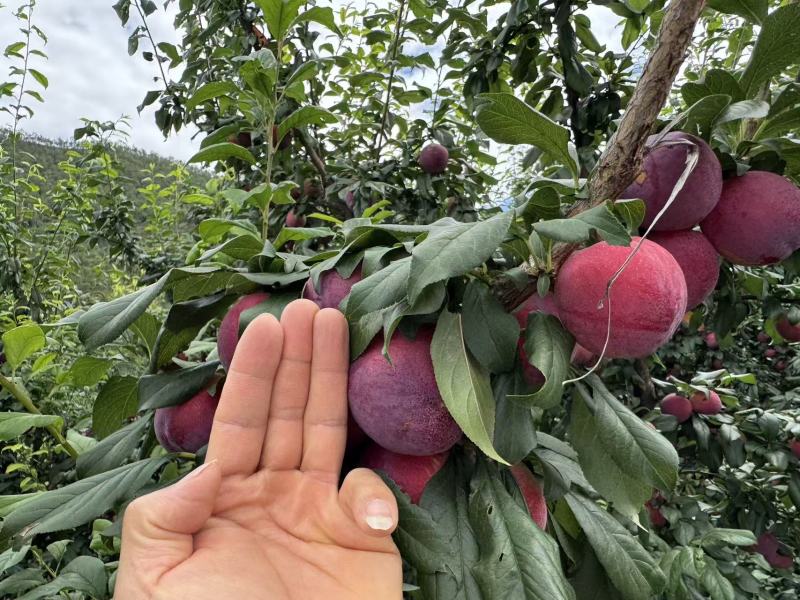 红宝石澳洲红八宝丹红布林5月脆半边红脆李