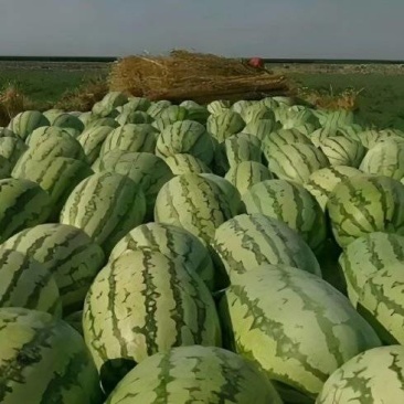 【金城5号】西瓜大量接单产地直发量大从优欢迎来电