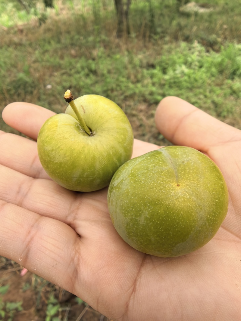 四川脱骨李青脆李蜂糖李