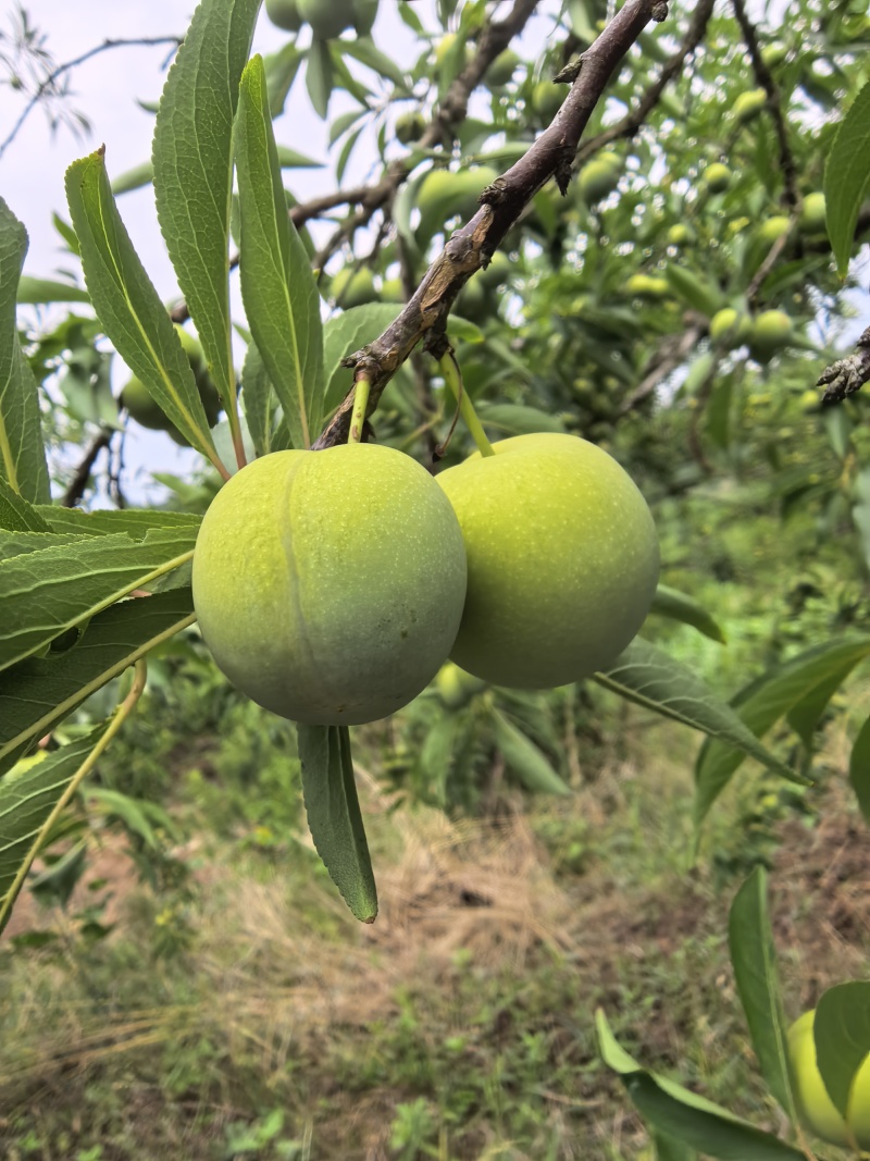 四川脱骨李青脆李蜂糖李