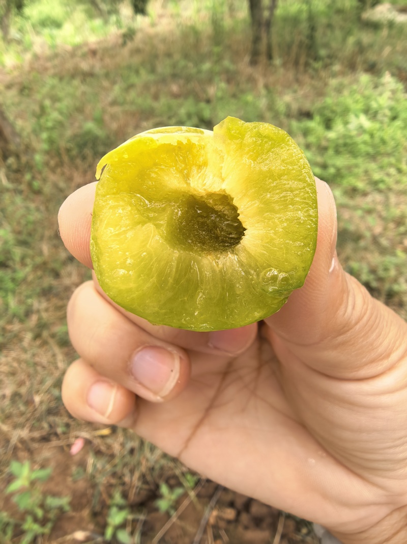 四川脱骨李青脆李蜂糖李