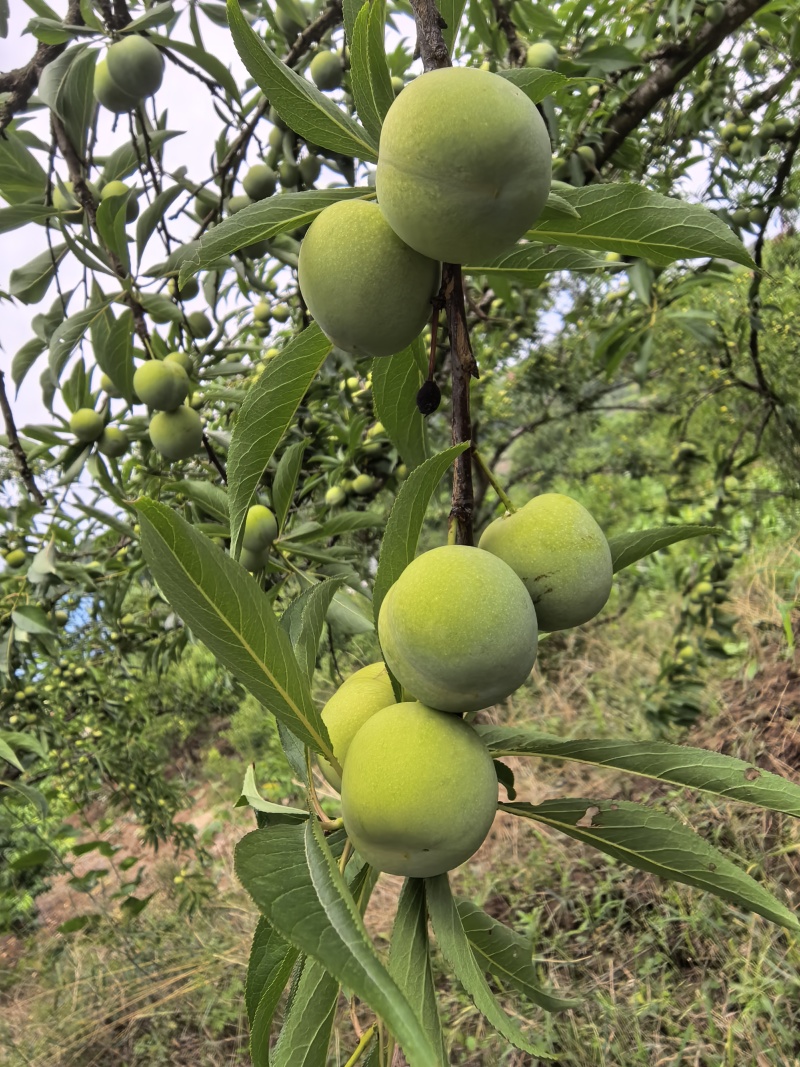 四川脱骨李青脆李蜂糖李