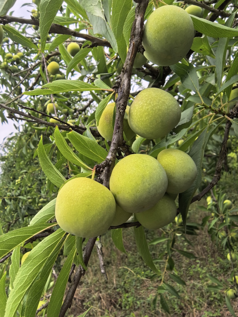 四川脱骨李青脆李蜂糖李