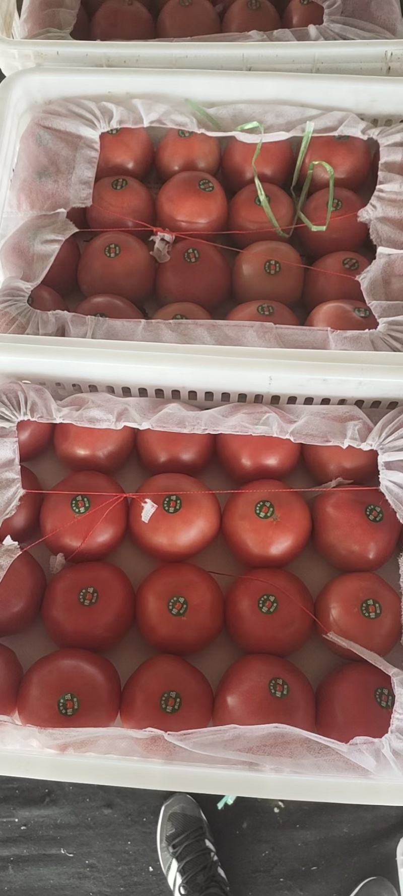 精品西红柿，河北硬粉西红柿大量供应，货源充足，量大从优
