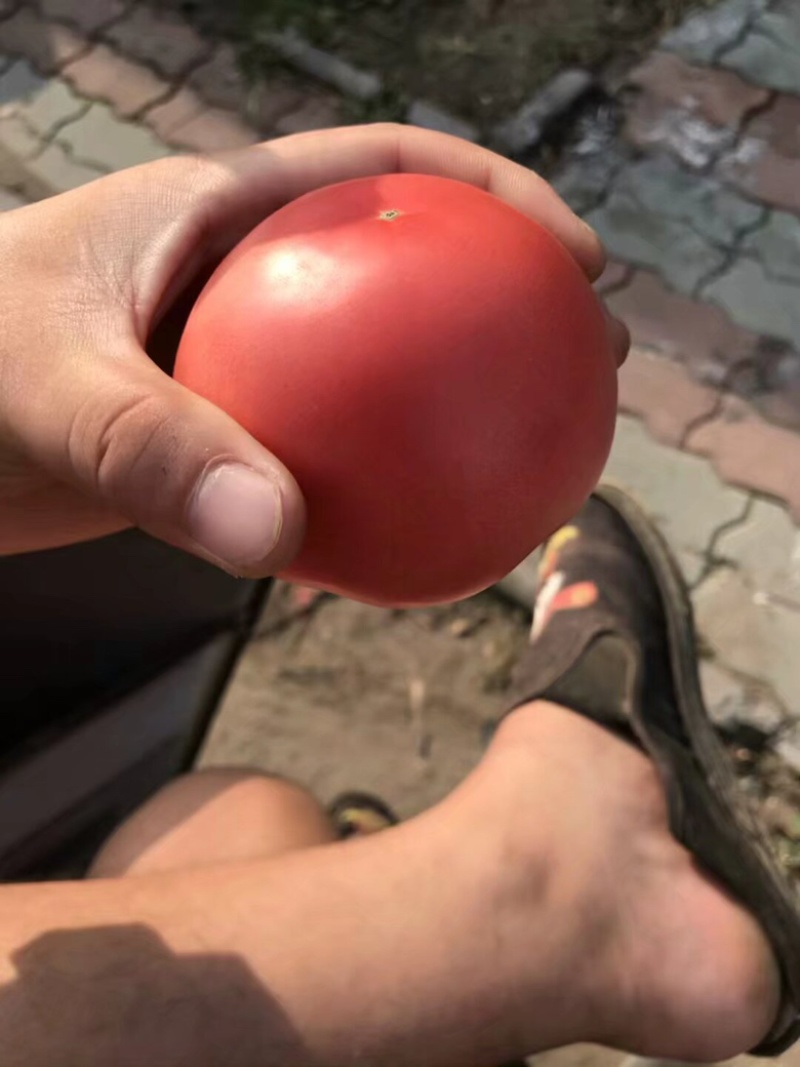 精品西红柿，河北硬粉西红柿大量供应，货源充足，量大从优
