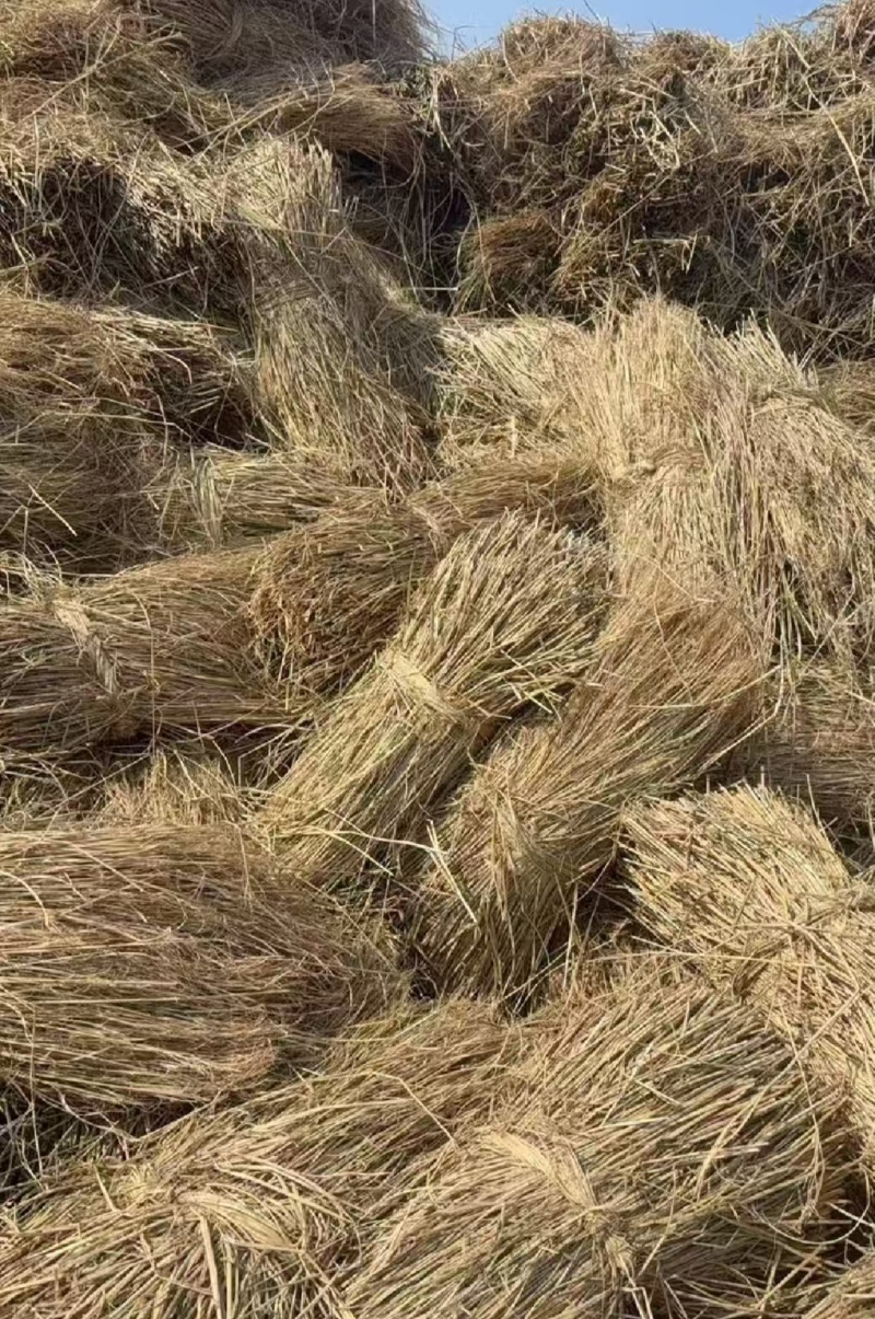 治沙稻草沙漠治理沙漠绿化各种草帘打捆稻草