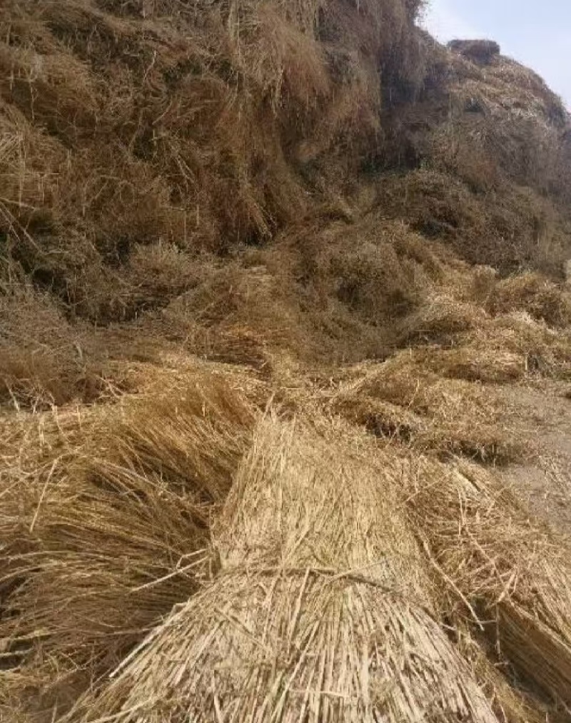 治沙稻草沙漠治理沙漠绿化各种草帘打捆稻草