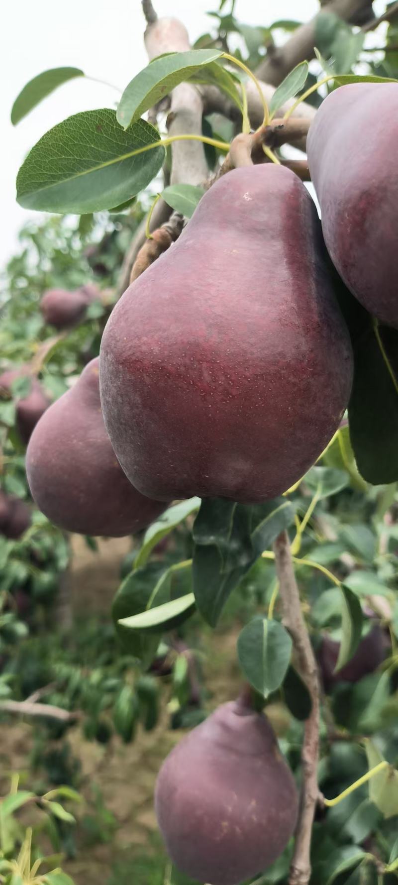 【品质保障】陕西红啤梨考蜜斯梨量大优惠对接全国批发