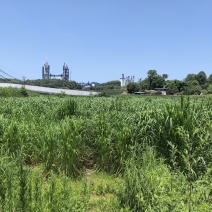 优质发酵饲草牛羊猪鸡鹅养殖场动物园家畜喂养