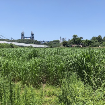 优质发酵饲草牛羊猪鸡鹅养殖场动物园家畜喂养