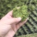 优质发酵饲草牛羊猪鸡鹅养殖场动物园家畜喂养
