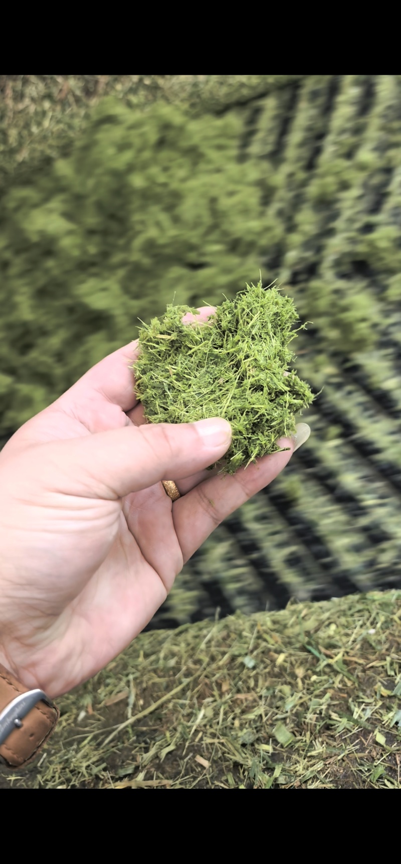 优质发酵饲草牛羊猪鸡鹅养殖场动物园家畜喂养
