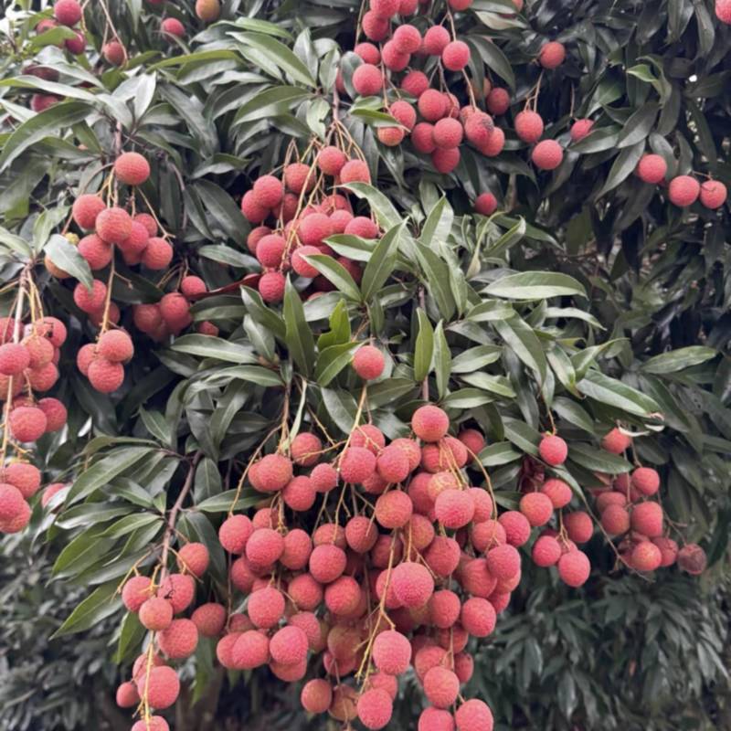 自家种植黑叶荔枝🍓现摘现发👌价格优势👍欢迎合作🤝