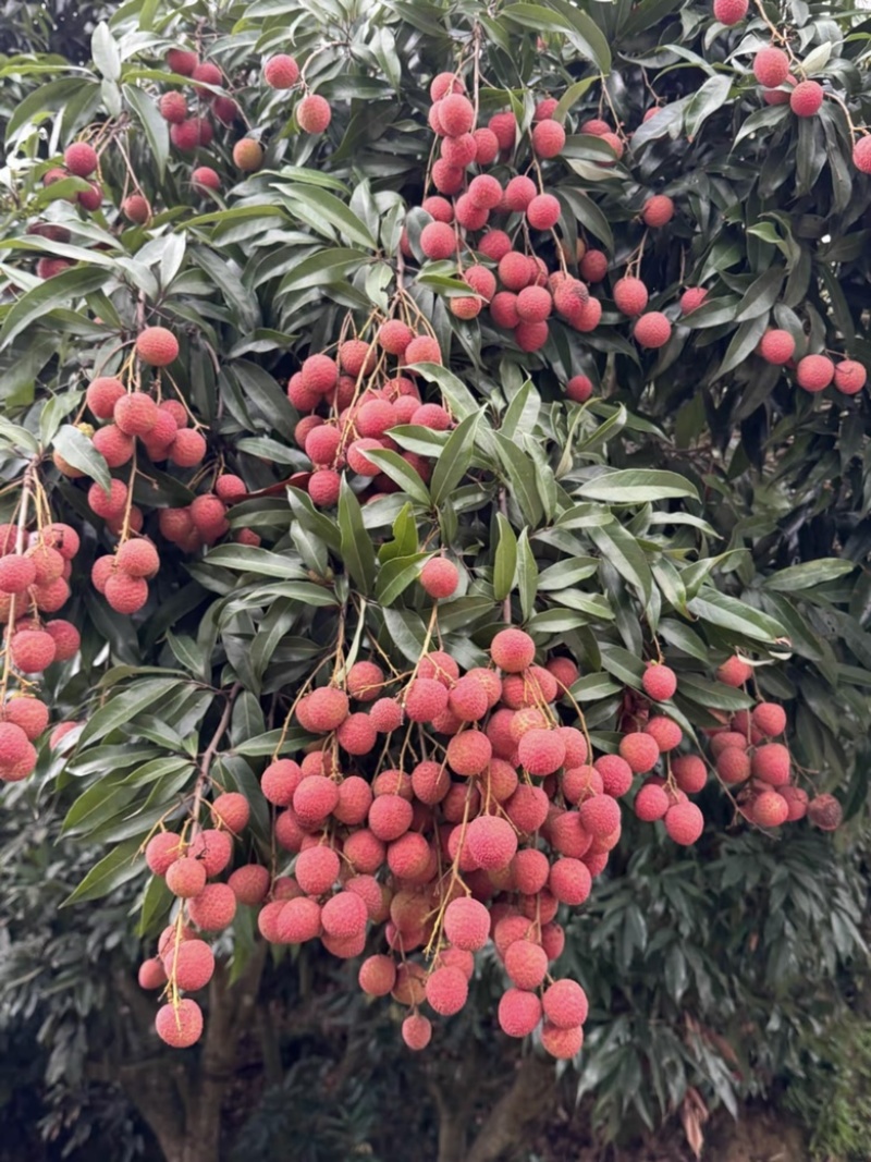 自家种植黑叶荔枝🍓现摘现发👌价格优势👍欢迎合作🤝