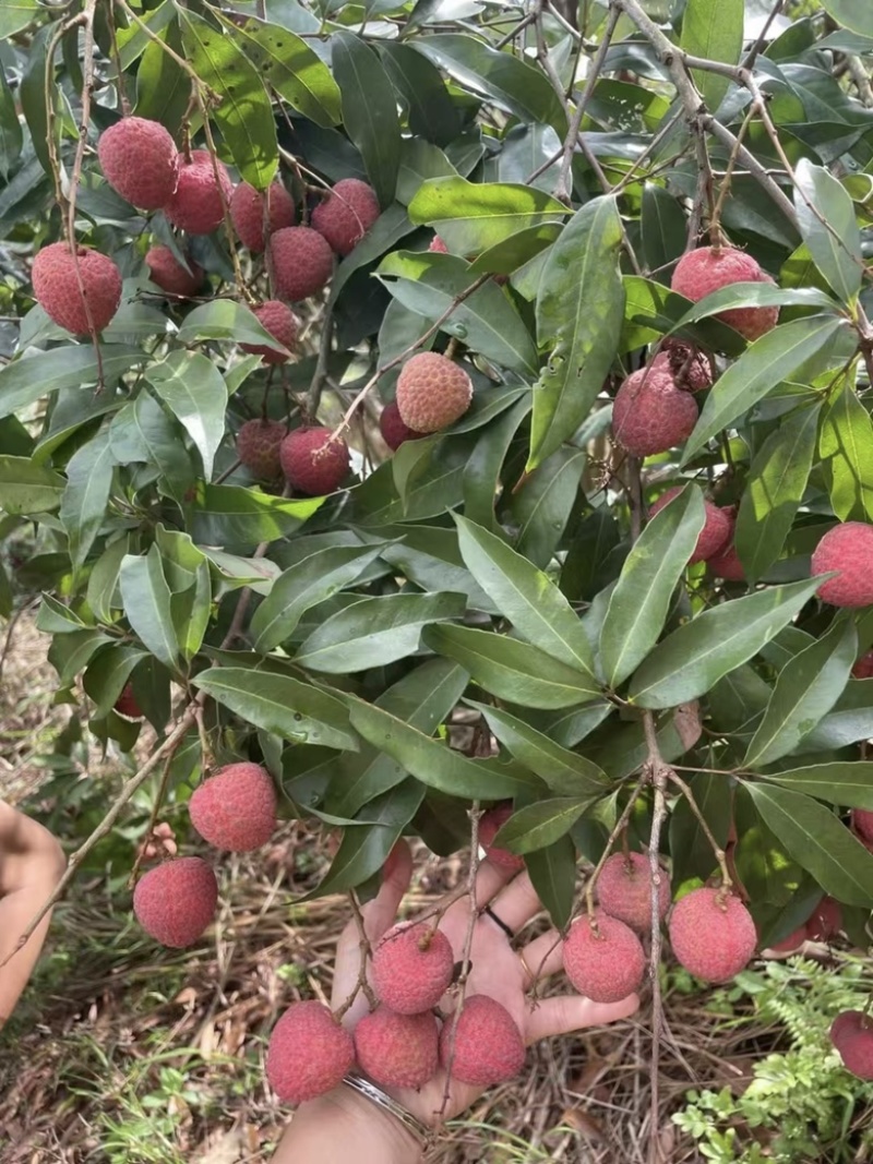 自家种植黑叶荔枝🍓现摘现发👌价格优势👍欢迎合作🤝