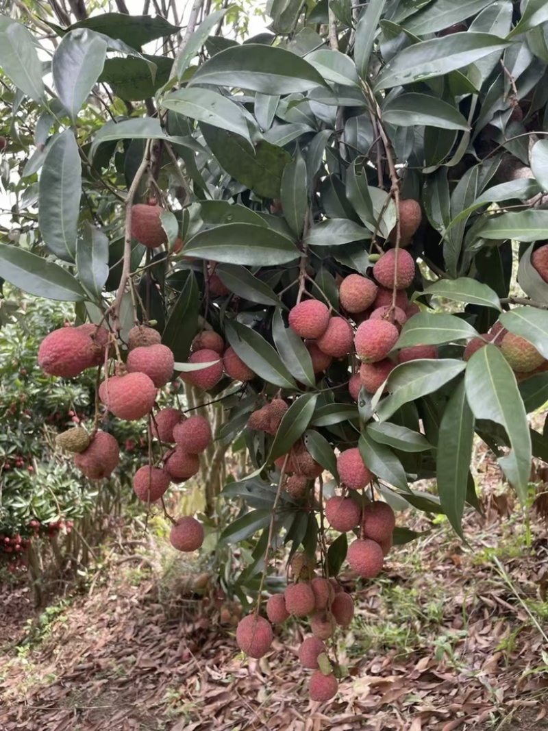 自家种植黑叶荔枝🍓现摘现发👌价格优势👍欢迎合作🤝