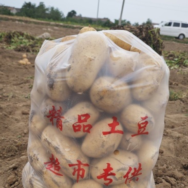 土豆