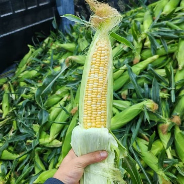 双色水果玉米