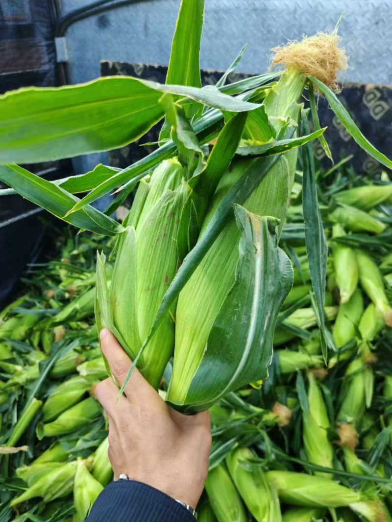 双色水果玉米