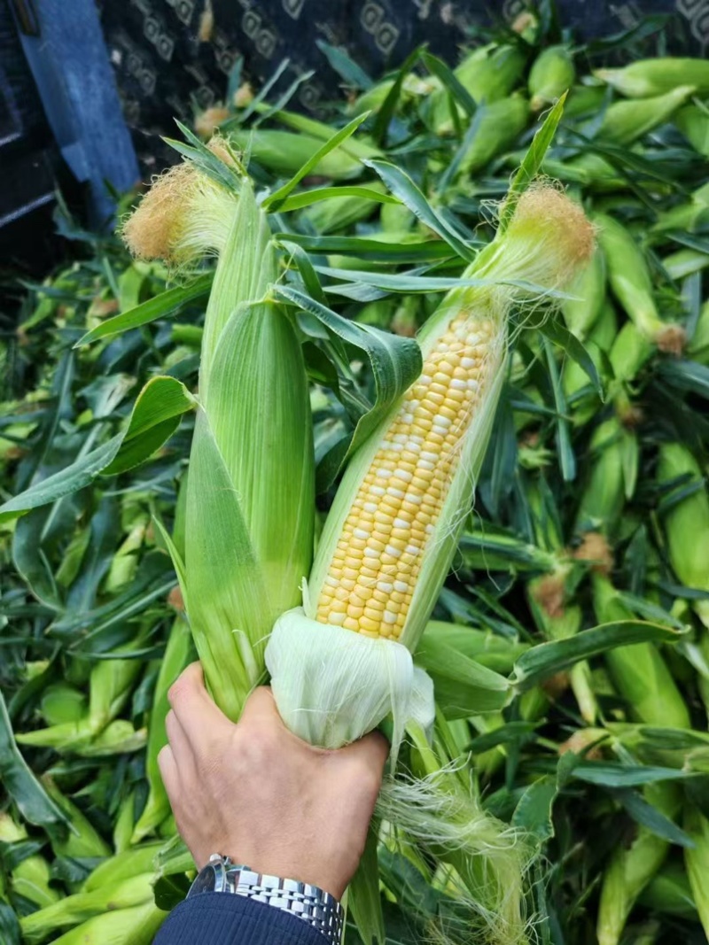 双色水果玉米