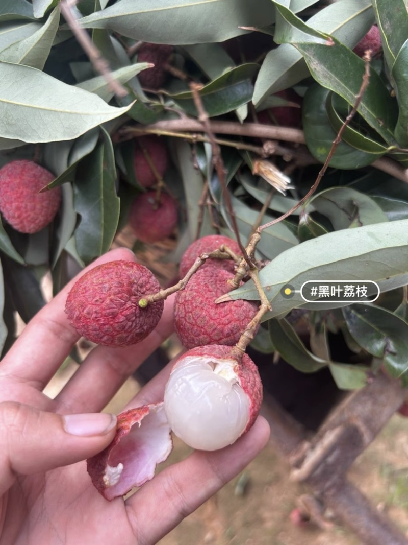 198福建9044诏安0004黑叶荔枝现摘现发新鲜上架