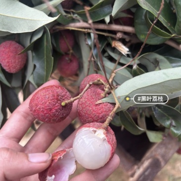 198福建9044诏安0004黑叶荔枝现摘现发新鲜上架