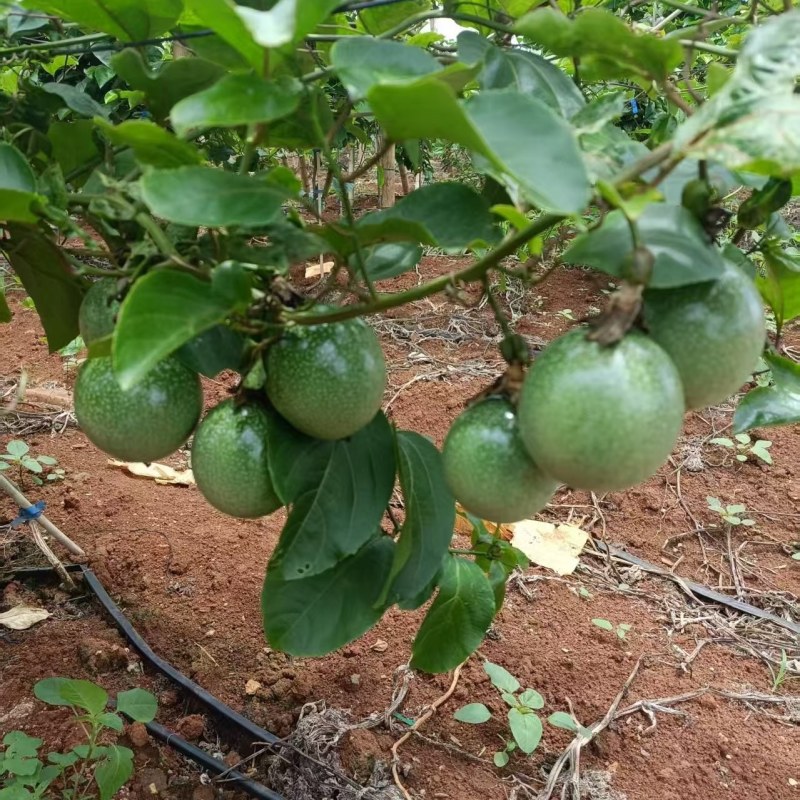 百香果