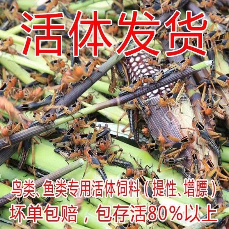 活体蚂蚱东亚飞蝗货源充足质量保证量大从优