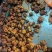 涪陵优质榨菜头每件20kg净重不含水。