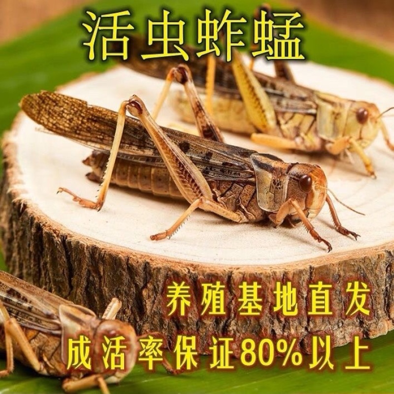 活体蚂蚱东亚飞蝗货源充足质量保证量大从优