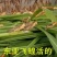 活体蚂蚱东亚飞蝗货源充足质量保证量大从优