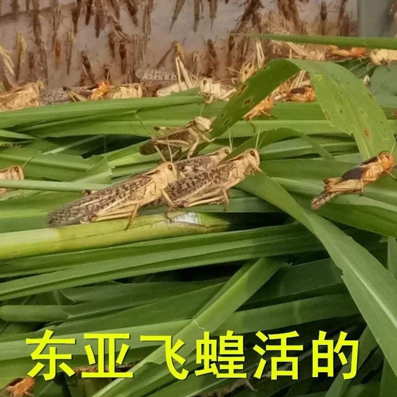 活体蚂蚱东亚飞蝗货源充足质量保证量大从优