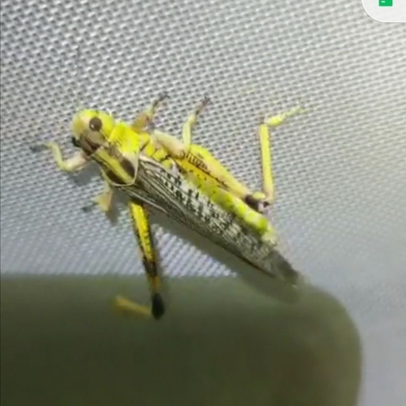 活体蚂蚱东亚飞蝗货源充足质量保证量大从优