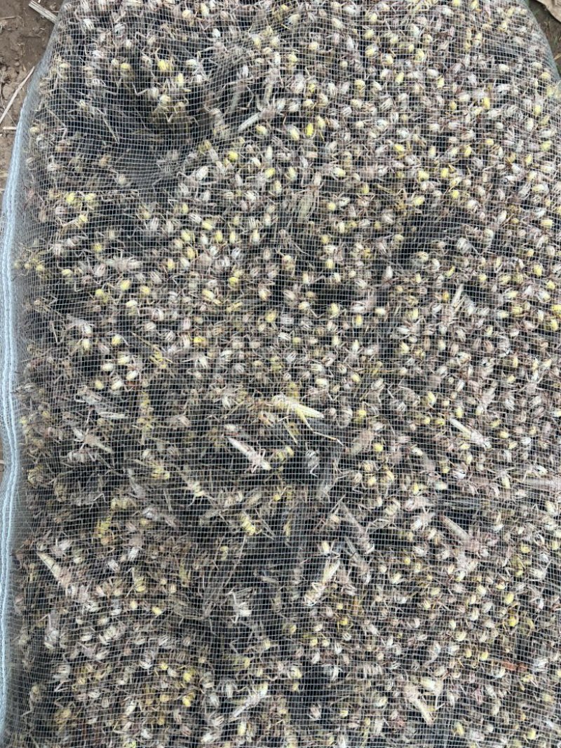 活体蚂蚱东亚飞蝗货源充足质量保证量大从优