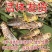 活体蚂蚱东亚飞蝗货源充足质量保证量大从优