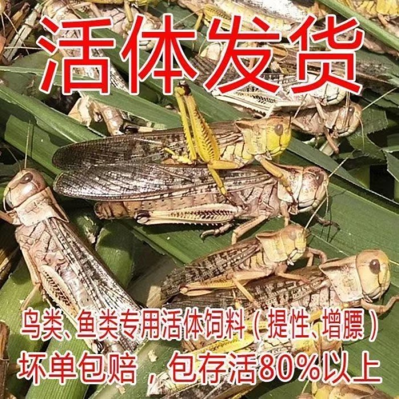 活体蚂蚱东亚飞蝗货源充足质量保证量大从优