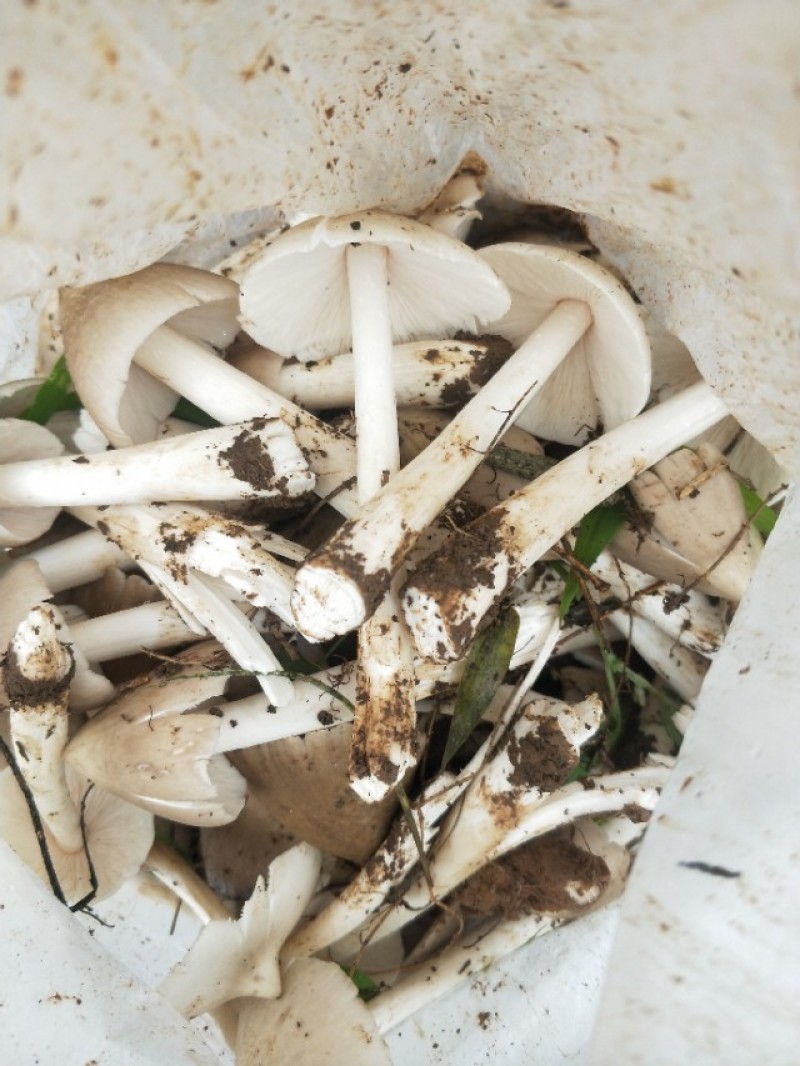 云南野生白鸡枞