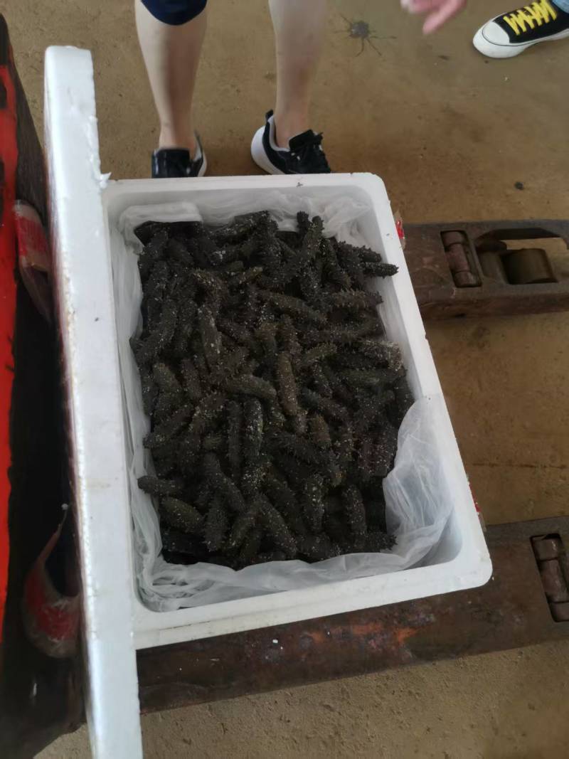 【精品零售】霞浦拉缸盐海参/自产自销价格实惠/福建海参