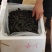 【精品零售】霞浦拉缸盐海参/自产自销价格实惠/福建海参