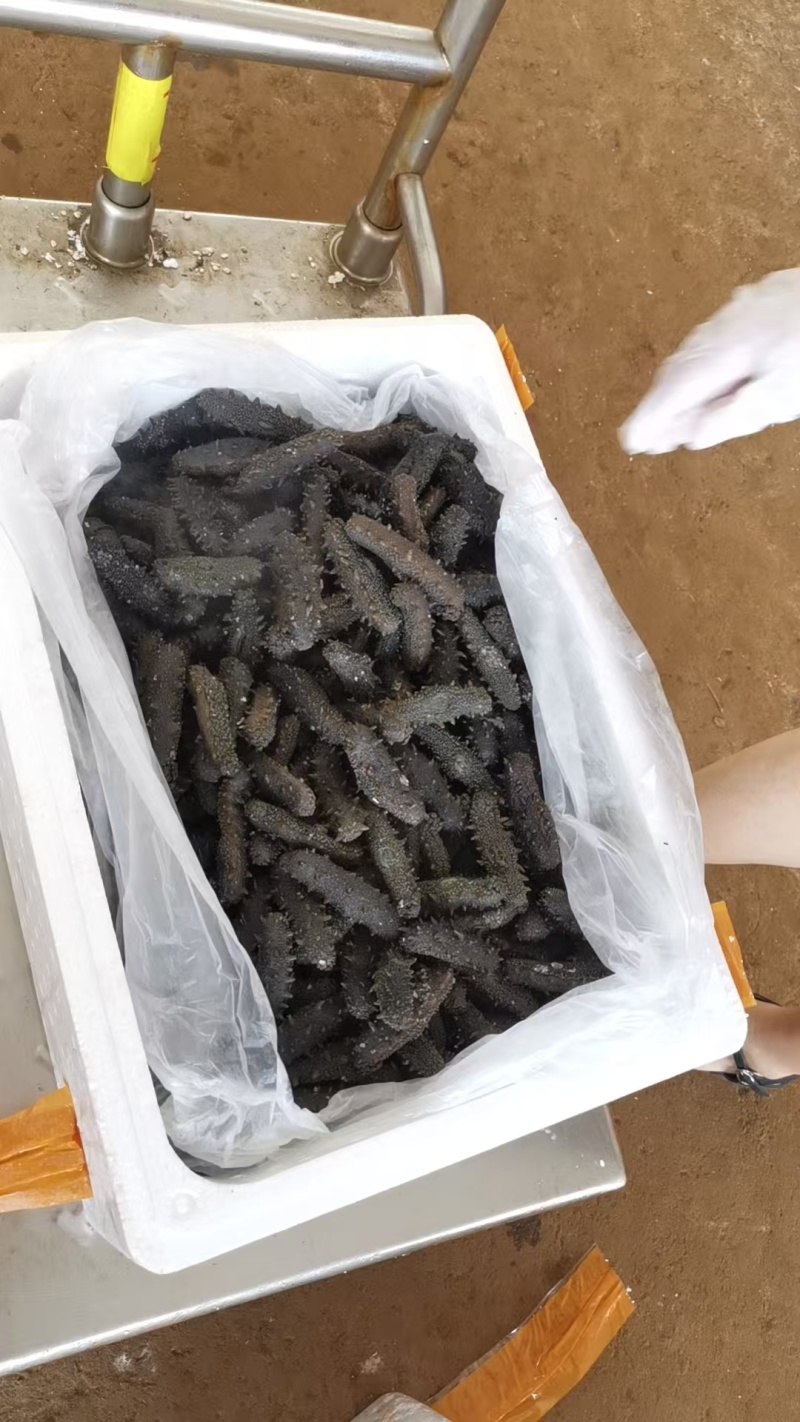 【精品零售】霞浦拉缸盐海参/自产自销价格实惠/福建海参