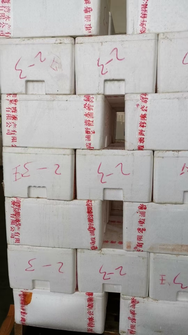 【精品零售】霞浦拉缸盐海参/自产自销价格实惠/福建海参